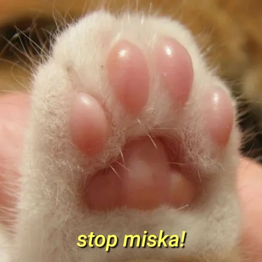 cat, foot, cats paws, cat's paw, cat foot