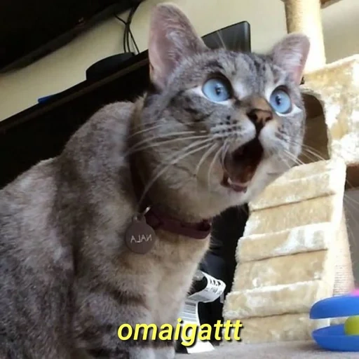 cat, cat shock, awesome cat, a surprised cat, shocked cat
