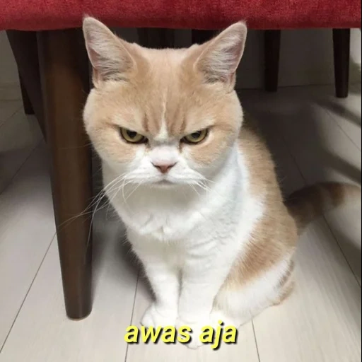 cat, angry cat, koyuki cat, gloomy cat, the angry cat koyuki