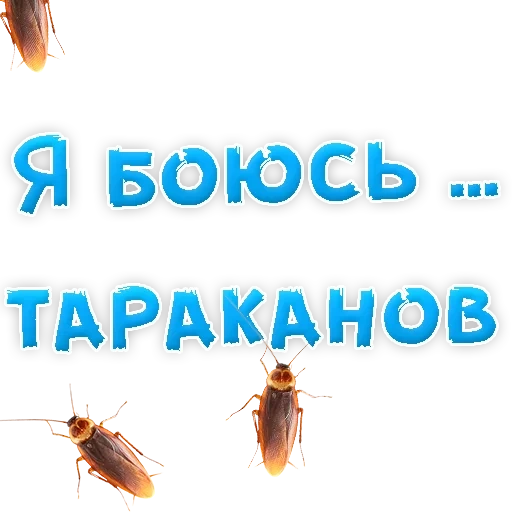 таракан, тараканы доме, я боюсь тараканов, таракан живет без головы