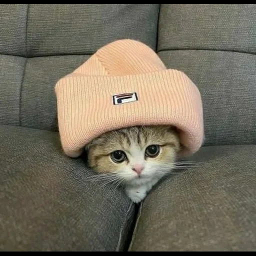 кот, кот шапке, милые котики, няшные котики, soonmoo_cat(ig