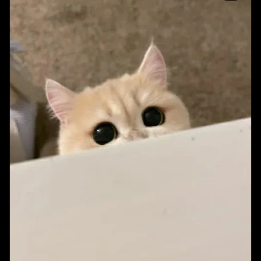 cat, cat, cats, cat, the cat is watching