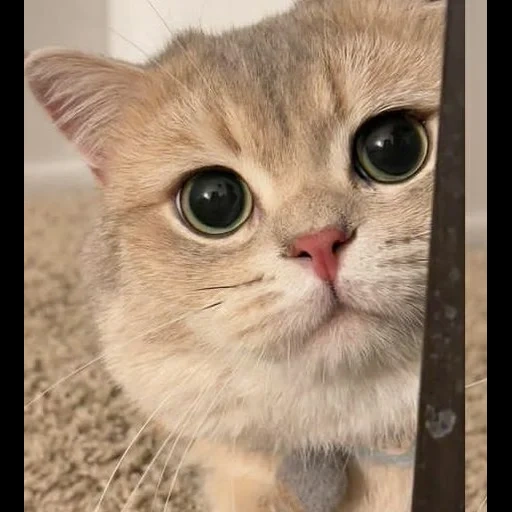 gato, gatito, lindo sello, animales lindos, gato lindo meme