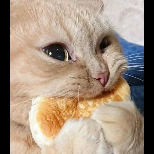 gato, gatito, focas, gato haciendo dientes con pan, lindo gato es divertido