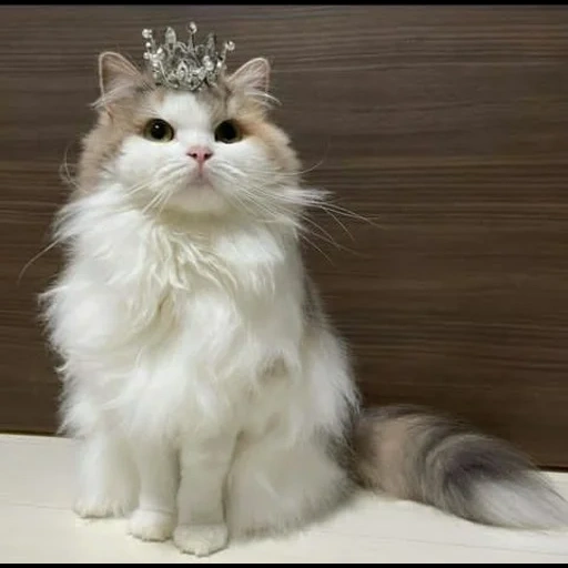 chat, chat à la couronne, une couronne de chat, le chat est une couronne de la tête, ragdoll cat princess aurora