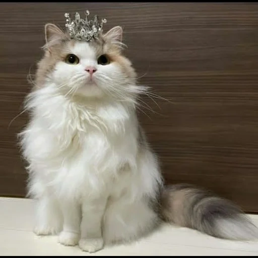 die katze, die krone der elvis, die krone der katze, die katze krone kopf, ragdoll katze prinzessin aurora