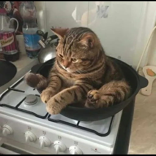 кот, кот кот, кот кастрюле, кот сковороде, котики смешные