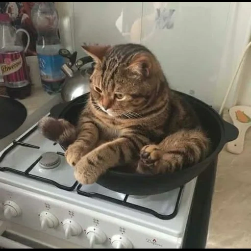 chat, chat chat, le chat est un pot, le chat est une casserole, les chats sont drôles