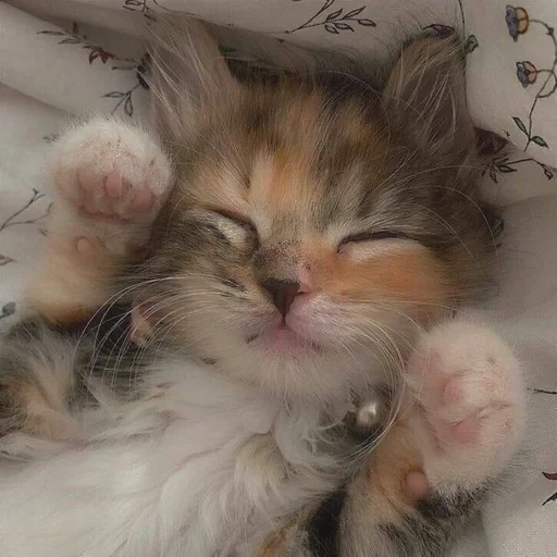 chat, chat, chats mignons, chaton endormi, les chats mignons sont drôles