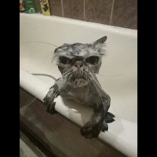 cat, wet cat, wet cat, stubborn kitten, funny wet cat