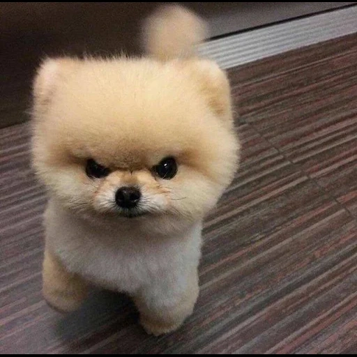 loulou, chien de spitz, pomeranian spitz cut, coupe de cheveux spitz sous un ours en peluche, spitz pomeranian dwarf cut