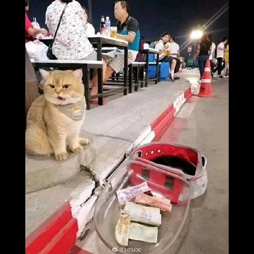 cat, the remaining, selling fish, russia 23 joke, the cats are cool