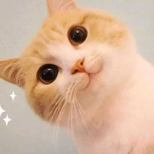 котик, кот кот, милые котики, милый котик мем, кот розовыми щеками