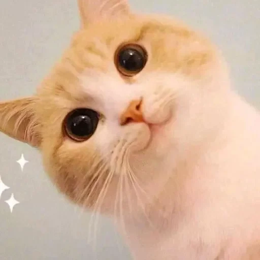 cat, cat cat, cute cats, dear cat meme, the cat is pink cheeks