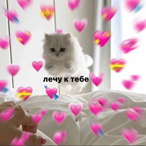 lindo gato, gatos lindos, estética de los gatos, kits con inscripciones de sokhra, lindos memes de gatos sobre el amor