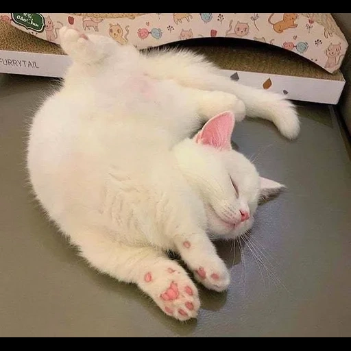 kucing, kucing, kucing putih, kucing lucu, kucing binatang
