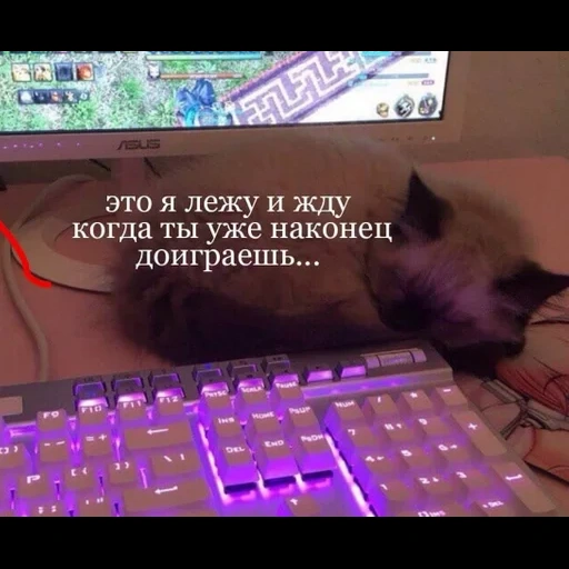 котэ, котик, кот клавиатуре, котик клавиатуре, клавиатура а рядом кот