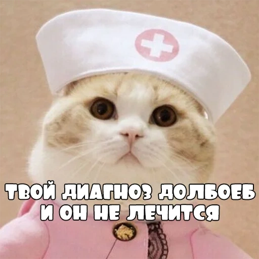 кот, котики, ампылда, кошка костюме доктора, котик медицинской форме