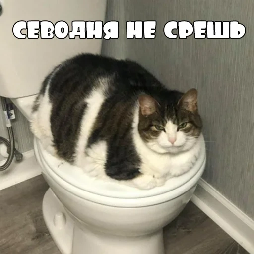 кот, коты, кошка, туалет, кот унитазе