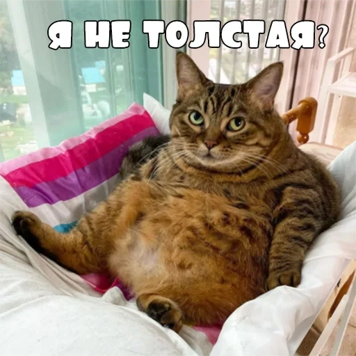 пухлые коты, толстый кот, жирный котик, толстый котик, очень жирный кот