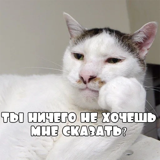 кот, кот мем, всратый кот, серьезный кот мем, мемы котом за столом