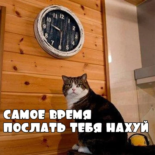 кот пора, мем кот часы, мем котом часами, кот смотрит часы мем, мем котом часами пора