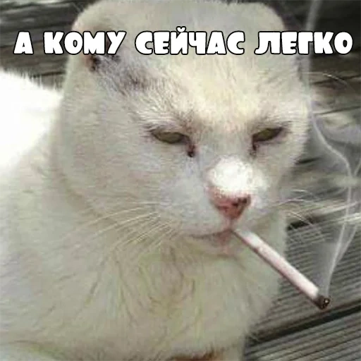 кот, кот курит, курящий кот, кот сигаретой, курящий белый кот