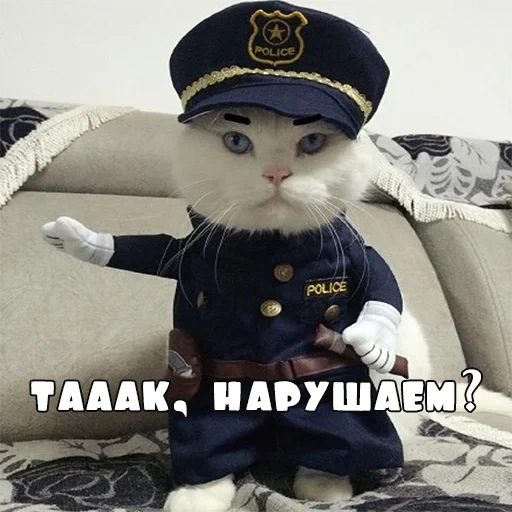 кот, кот форме, кот полицейский, кот полицейской форме, котик полицейской форме