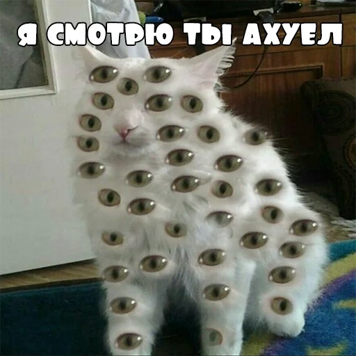 кошка, котики, милые котики, кошачьи мемы, многоглазый кот