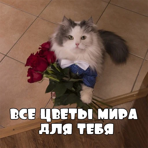 кот цветы, кот букетом, кот дарит цветы, котик дарит цветы, кот букетом цветов