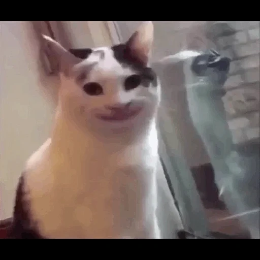кот улыбается мем, мемный кот улыбается, мем кот, кот с широкой улыбкой мем, кот странно улыбается