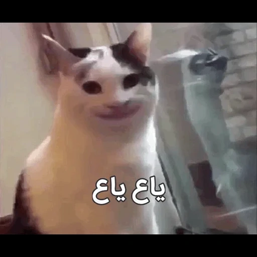 улыбающийся кот из мемов, кот с широкой улыбкой мем, кот улыбается мем, мем кот, кошка мем