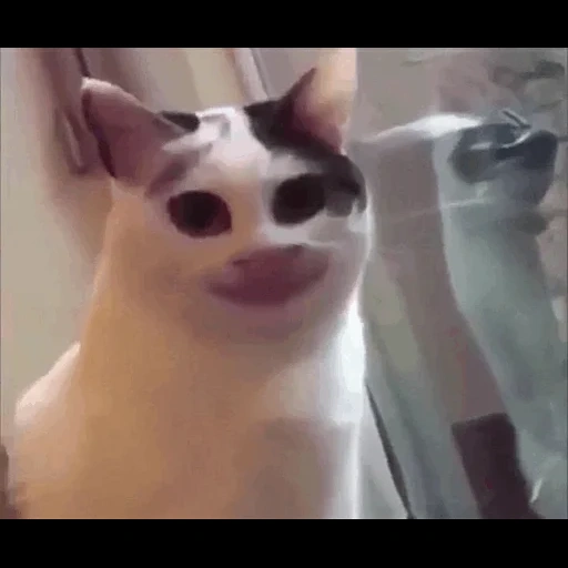 мем кот, кот улыбается мем, polite cat, кот с широкой улыбкой мем, мем кошка