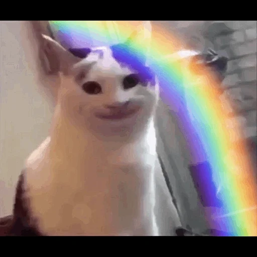 мем кот, кот улыбается мем, котики, коты, кот странно улыбается