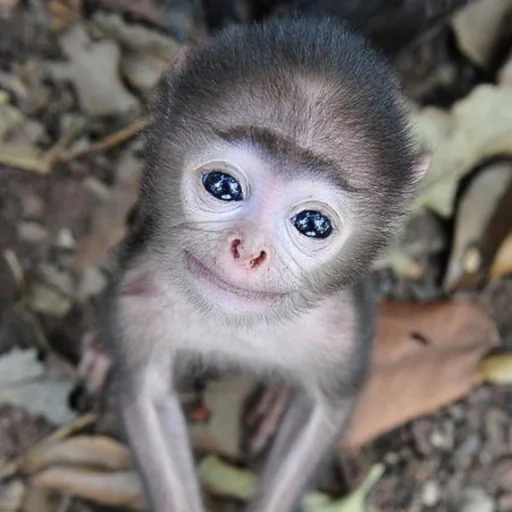 monos, mono gris, el mono es pequeño, monos pequeños, pequeños monos de la raza