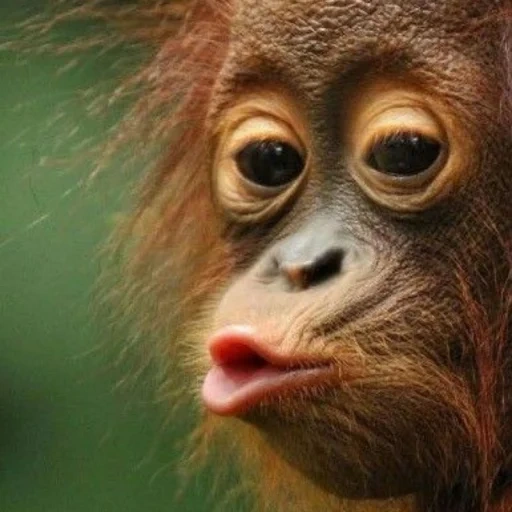 bibir monyet, monyet lucu, hewan lucu, monyet keren, foto lucu hewan
