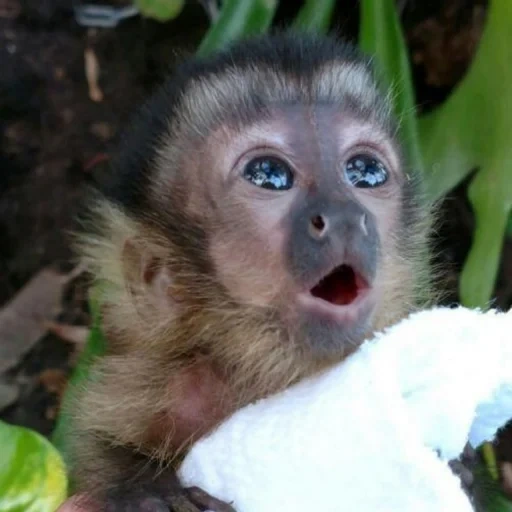 der graue affe, affe makaken, kapuzineraffe klein, der kapuzineraffe lächelt, hauskapuziner