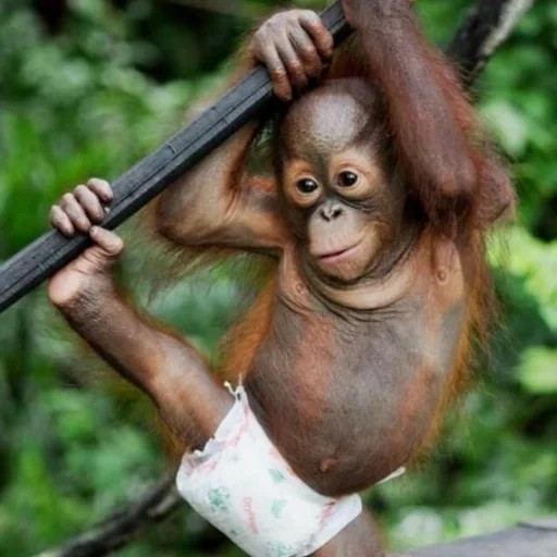singe drôle, les orangs-outans sont drôles, bébé orang-outan, petits orangs-outans, orang-outan bébé singe