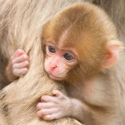 monkey, baby macaque, two monkeys, little monkey, baby monkey