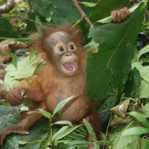 orangan, mono orangután, mono orangutang, orangután de bebé, sumatransky orangután