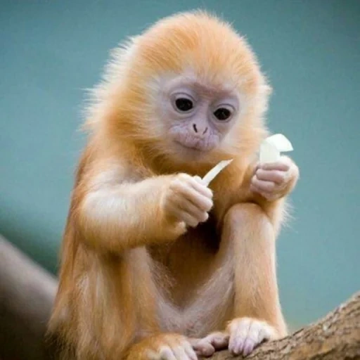 обезьянки, рыжая обезьяна, милые обезьяны, милые обезьянки, красивые обезьянки