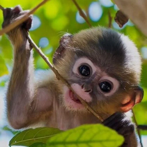 scimmie, la scimmia è dolce, belle scimmie, scimmie divertenti, una piccola bella scimmia