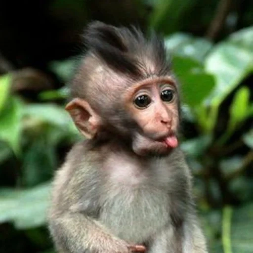 monos, mono makaku, monos divertidos, un pequeño mono, un pequeño mono divertido