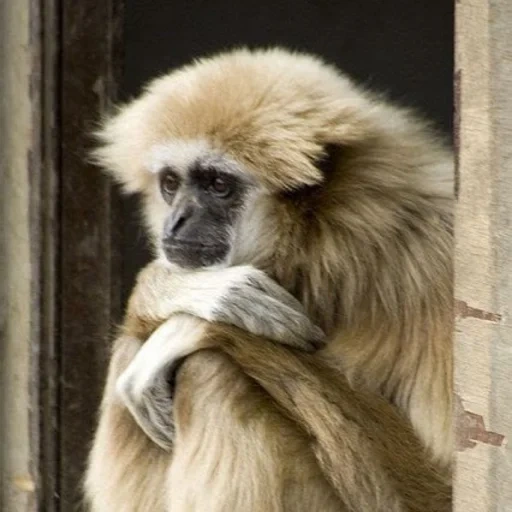 the gibbon, the gibbon, the gibbon, gibbon mit weißem rücken, weißrückiger gibbon zoo