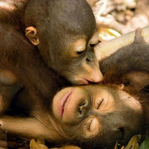 obez, der affe schläft, tiere niedlich, baby orang-utan, der affe umarmt