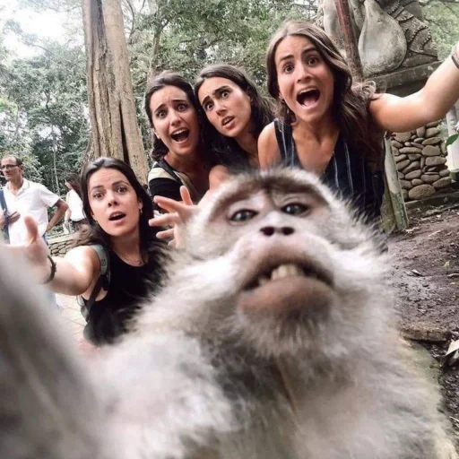 selfie, cool selfie, selfie monkey, selfie mit zwei affen, selfie mit den drei affen