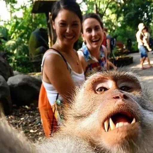 girl, cool selfie, selfie monkey, unusual selfie, a funny joke