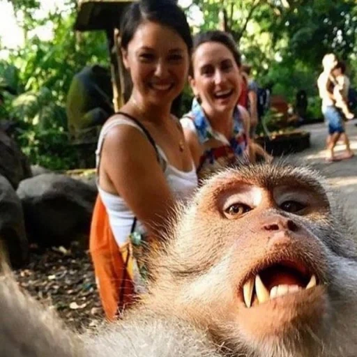 filles, un selfie cool, singe selfie, selfie inhabituel, une blague amusante