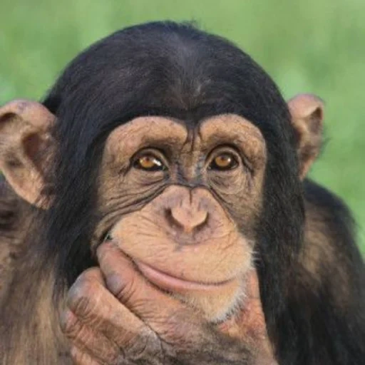 scimpanzé, una scimmia, la scimmia pensa, sorriso di scimpanzé, foto di scimmie