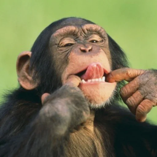 chimpancés, feliz mono, los chimpancés son divertidos, monos divertidos, chimpancés de mono